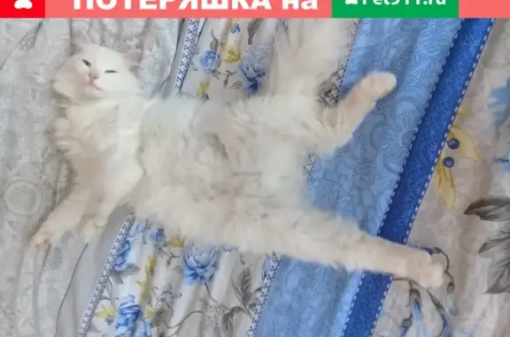 Белая кошка найдена на даче в Малой Топодевке