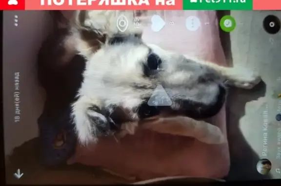 Пропала собака Мулана в п.Борисовка, Краснодарский край