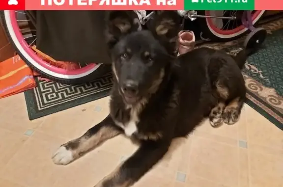 Найден щенок на ул. Адмирала Лазарева, д. 38, Москва