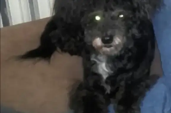 Собаки потеряшки, Калининград, фото: Потеряшка собака Чапа на ул. 9 Апреля, Калининград