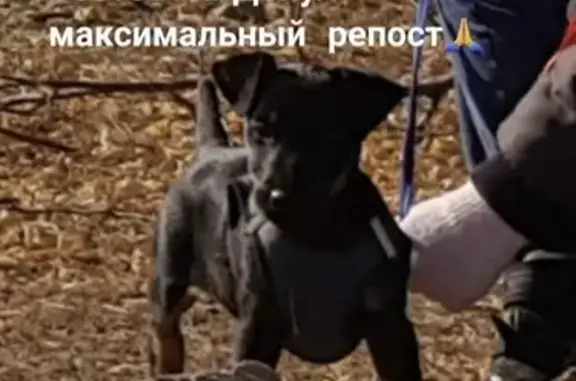 Пропала собака Бой на ул. Деловая-пер. в Ростове-на-Дону