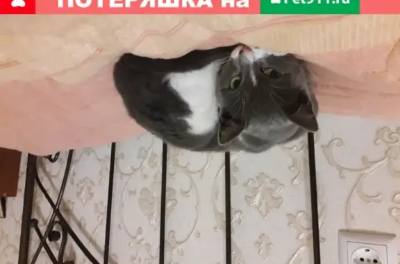 Найдена кошка в Севастополе на Камышовом шоссе