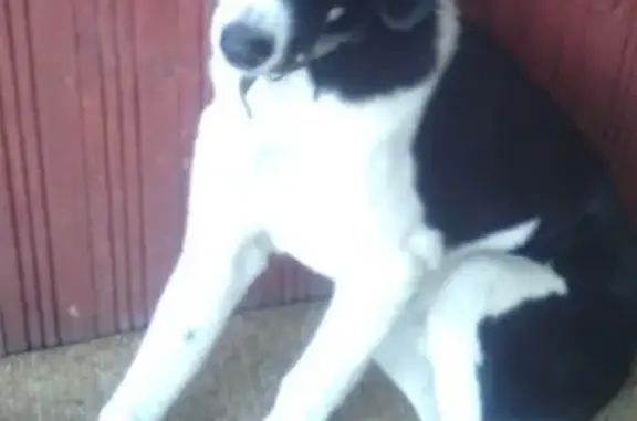 Пропала собака Бим в Деревне Берёзовка, Калужская область