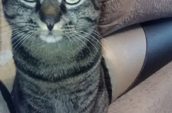 Потерянные животные Владивосток, фото: Пропала кошка Кот Тема во Владивостоке.