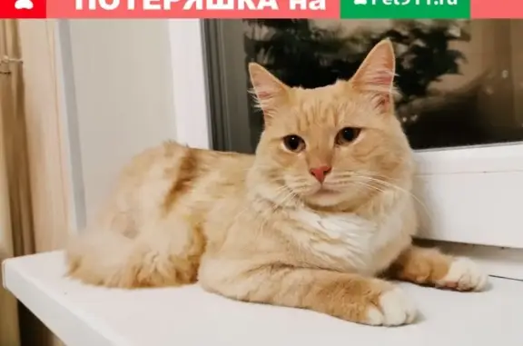 Найдена кошка в Гатчинском р-не, ЛО