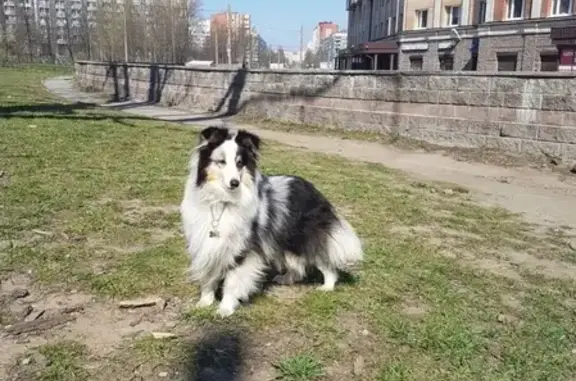 Пропала собака в Выборгском районе, СПб: шелти на пр. Художников