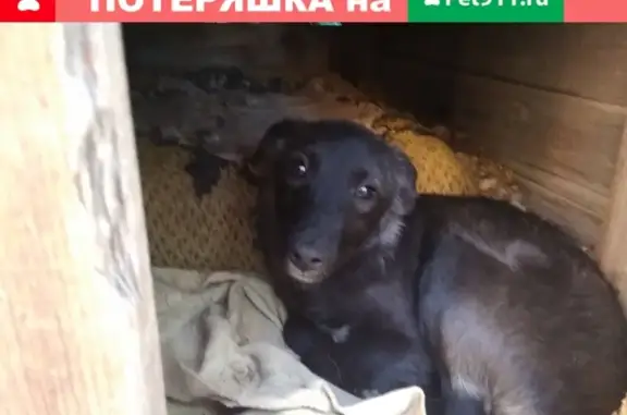Собака ищет дом: Енакиево, 0714625398