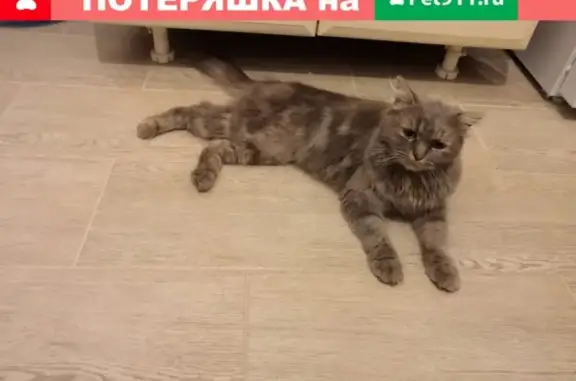 Потеряшка кошка в Тимирязево ищет хозяина