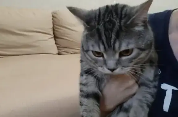 Кот найден в Тюмени
