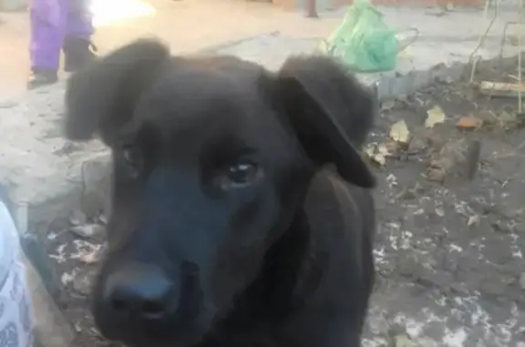 Собака Чёрный Большой найдена в Саратове