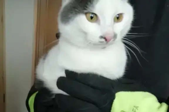 Найдена кошка в деревне Русский Вожой