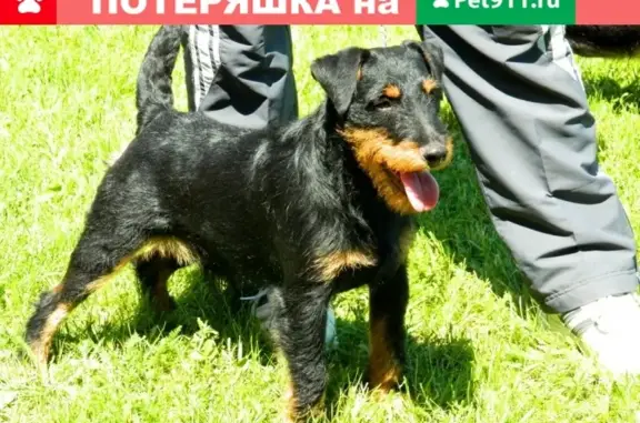 Собаки потеряшки, Москва, фото: Потеряшка собака на Уральской ул. 23, ищем помощи!