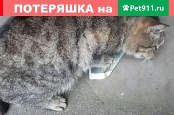 Кошка с сломанным хвостом на улице Яблочкова