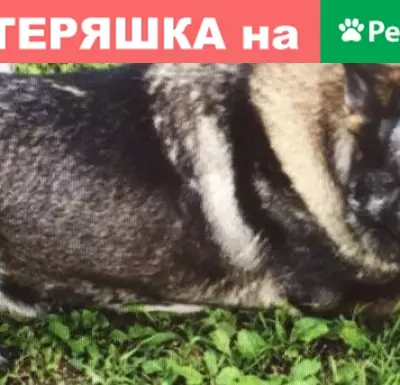Пропала собака в селе Белогорье, звоните!