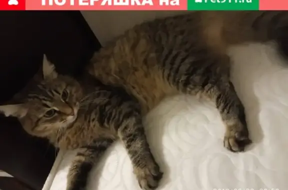 Кошки потеряшки, Рыбинск, фото: Потеряшка кошка Муся на ул. 50 лет влксм д. 26, Рыбинск.