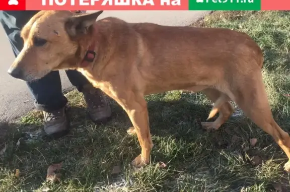 Найденные животные Москва, фото: Найден пожилой рыжий кобель на Голубинской, д.24, Москва