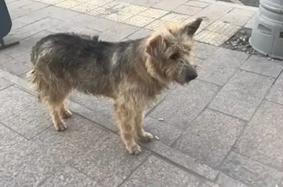 Найдена собака в Северном Измайлове