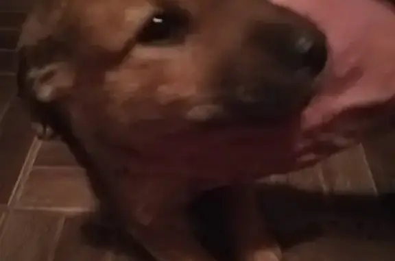 Найден щенок в Клецке, Беларусь