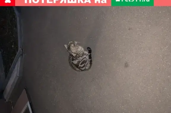 Найден домашний кот в Химках на ул. Некрасова