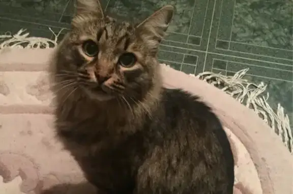 Пропала кошка в Раменском: помогите найти!