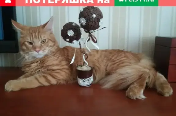 Объявления о пропавших и найденных животных, , фото: Пропал кот в Калининском р-не г. Донецк, ул. Кадиевская