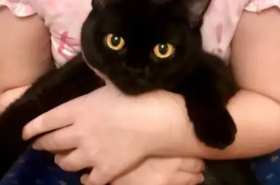 Кошки потеряшки, Елец, фото: Потеряшка кошка в Елеце, Засосна, Заречная, вознаграждение.