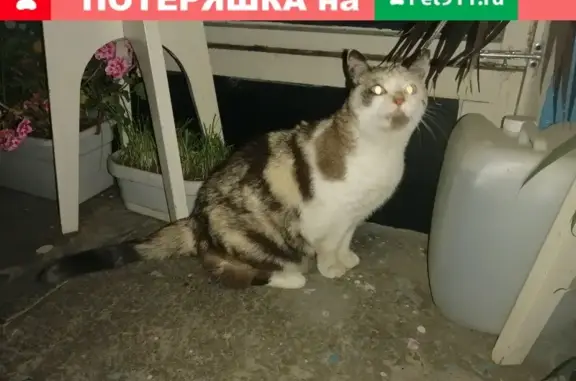Найдена кошка на Елецкой улице в Волгограде