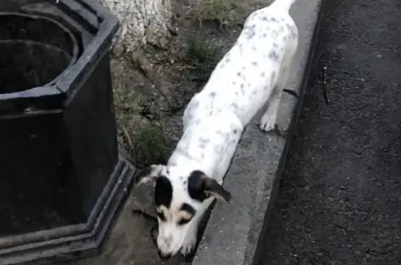 Собака найдена на улице Красной 23.11.2019 (Краснодар)