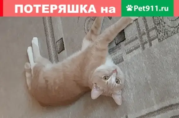 Найден молодой кот на Тутаевском шоссе