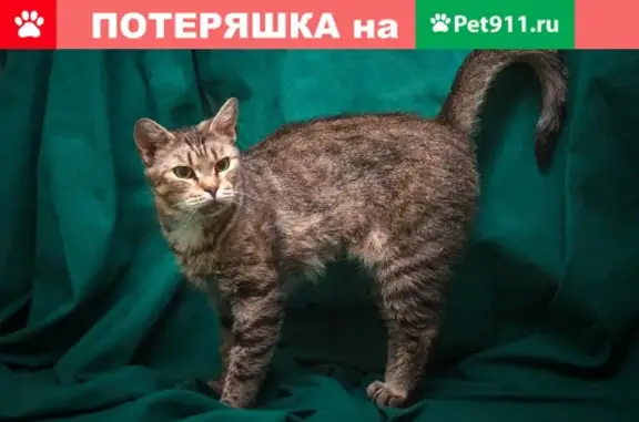 Найдена крупная кошка на Шенкурском проезде