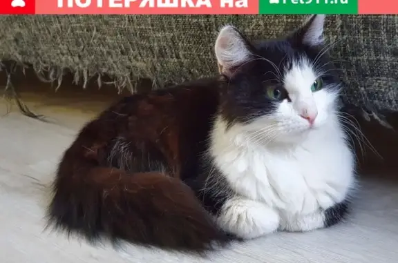 Найдена кошка в Парковом микрорайоне г.Пермь