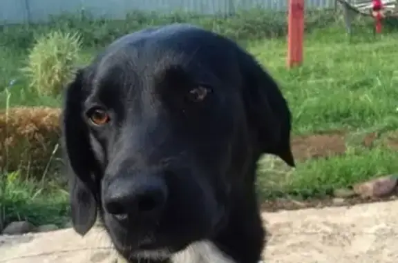 Пропала собака Найт в Оренбурге