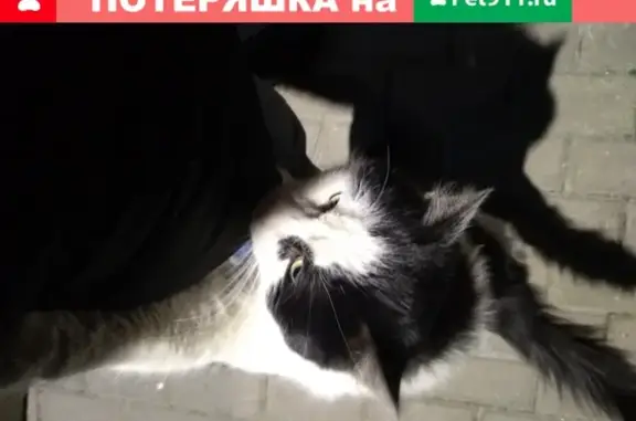 Найдена кошка в с Покров Подольского района, бегает на улице у д 1 по ул Сосновая