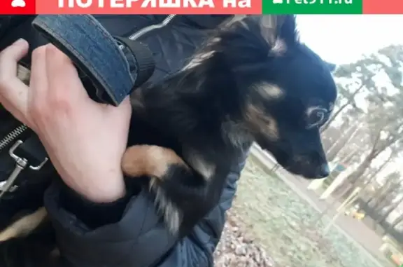 Собака найдена в районе ст. Тайнинская, Мытищи.