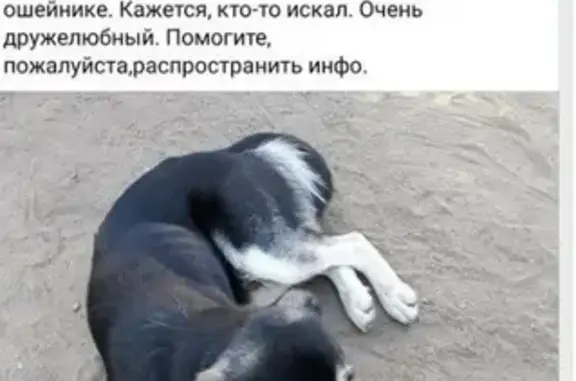 Найден пес на ул. Солнечной, Жуковский