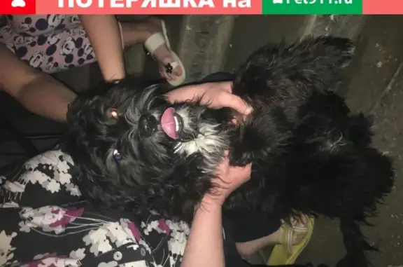 Найдена собака в Саяногорске, Респ. Хакасия!