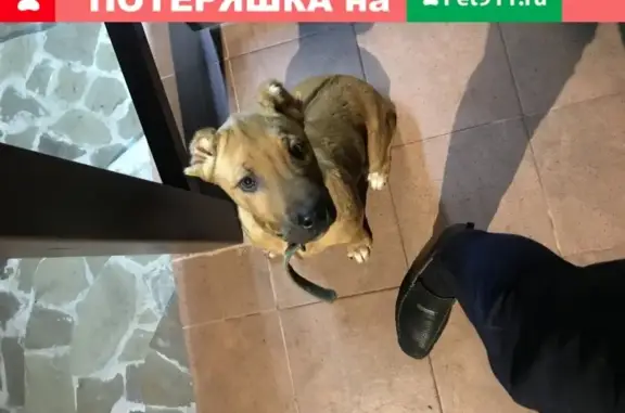 Найден маленький пес в районе улицы Саят-нова, г. Сочи