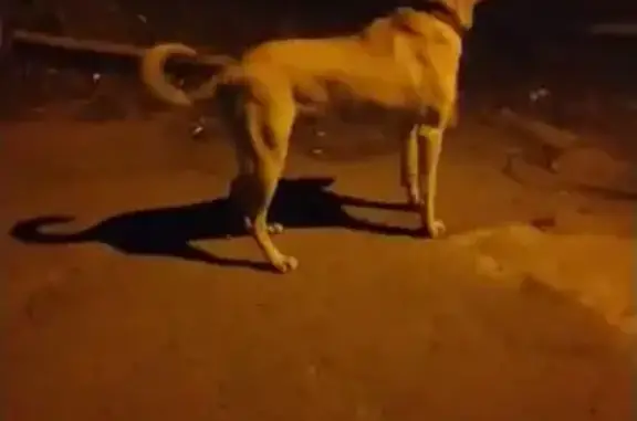 Собака найдена возле дома 48/2 на пр. Ленина