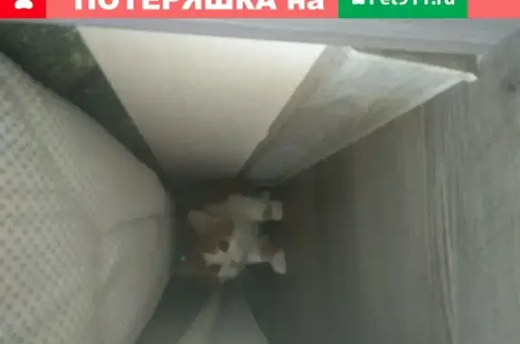 Пропала кошка на ЖД станции в Михайловске