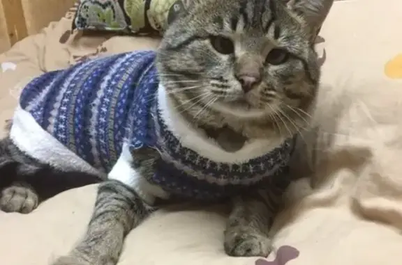 Кошки потеряшки, Москва, фото: Потеряшка кот в Солнечногорске с адресником на ошейнике