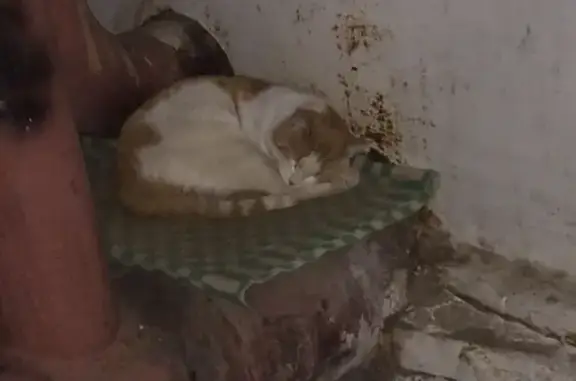Найден кот в центре Калуги, ищет дом