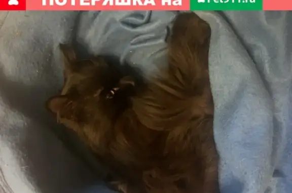 Найден чёрный кот в Москве на Рижском проезде