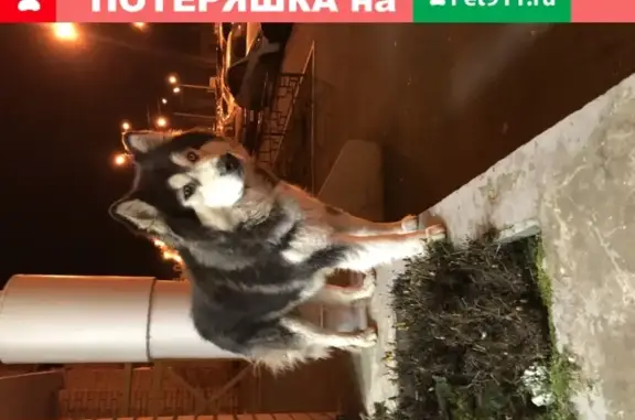 Собака найдена на ул. 25 лет Октября, Домодедово