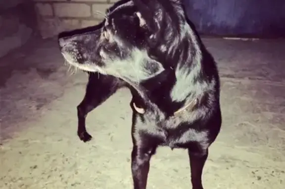 Пропала собака Дуся в Чудово, Новгородская область