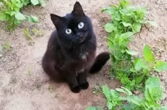Кошки потеряшки, Ельня, фото: Потеряшка кошка на улице Садовой 17 в Большой Ельне