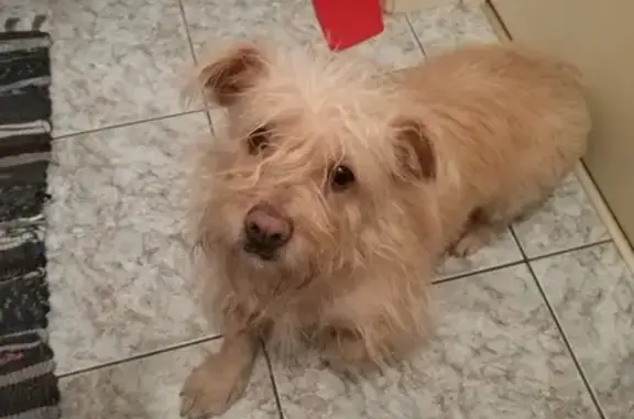 Собака найдена в Москве, не агрессивная.