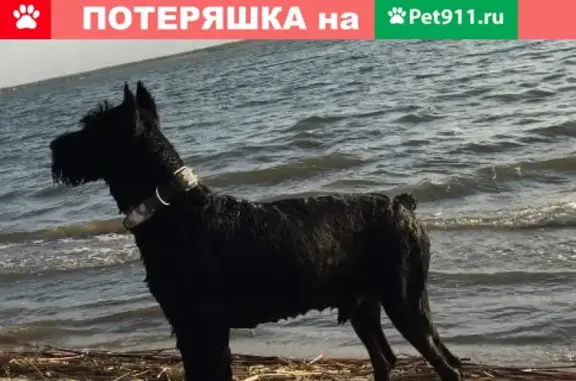 Пропала собака Рич в Челябинске