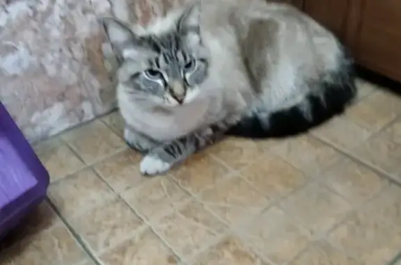 Кошка найдена в Красногорске, Московская область