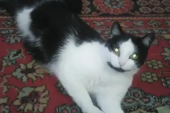Пропала кошка Тося в Рудничном районе, черно-белый окрас, правый глазик слезится.