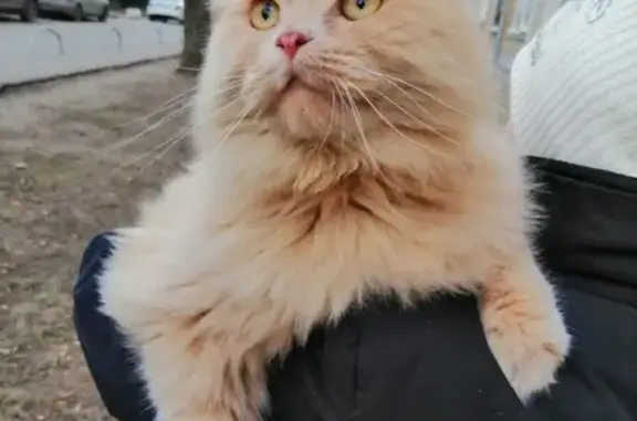 Красивый персидский кот найден в Одинцово